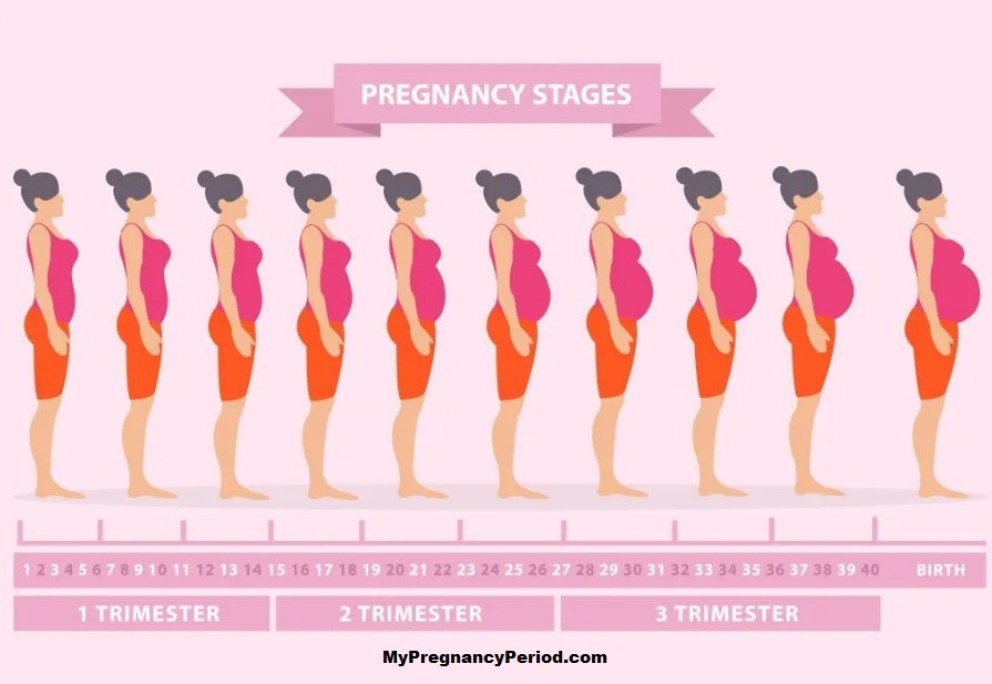 The Pregnancy Period in Weeks A Complete Overview week by week
